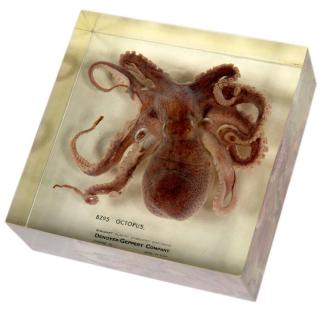 Octopus Paperweight