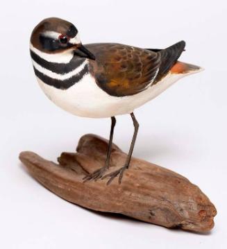 Killdeer