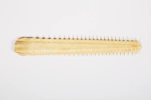 Saw-like rostrum from Sawfish