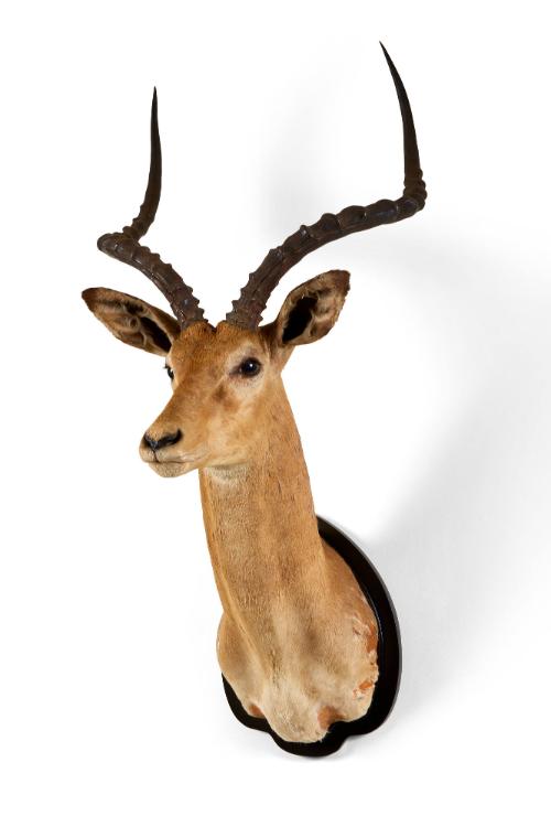 Taxidermy Impala Head