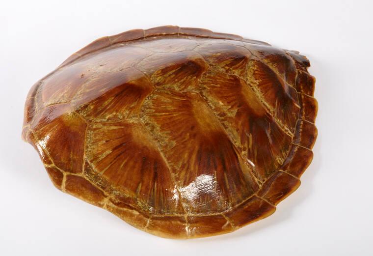 Sea Turtle Shell All Artifacts The John F. Kennedy Presidential Library & Museum
