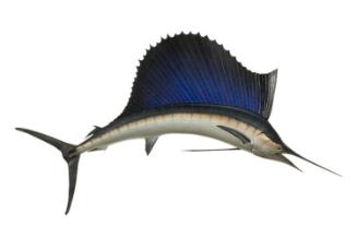 Sailfish