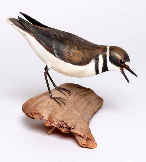 Killdeer