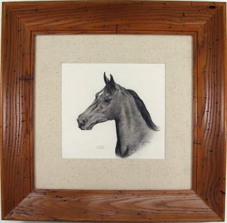 Sketch of a Horse's Head