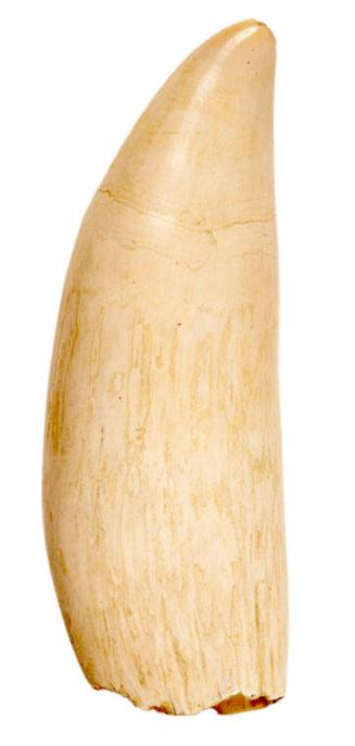 Whale Tooth